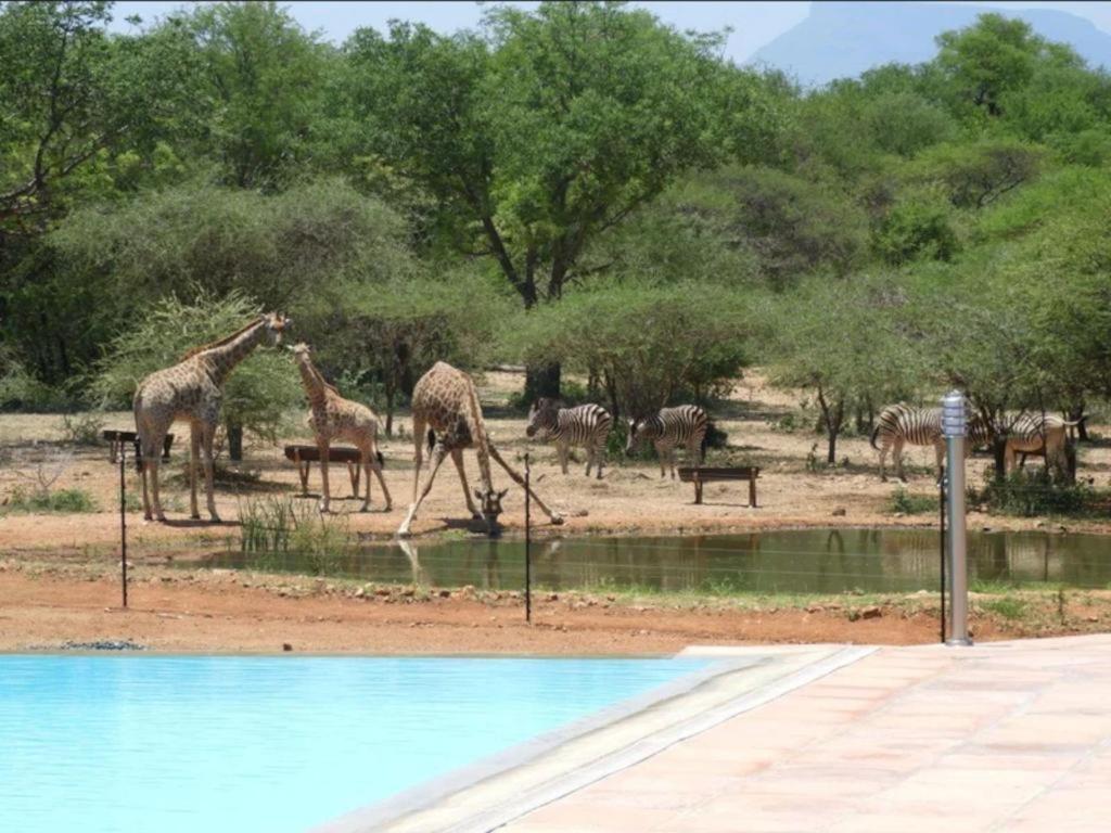Thandolwami Bushlodge & Spa Hoedspruit Ngoại thất bức ảnh