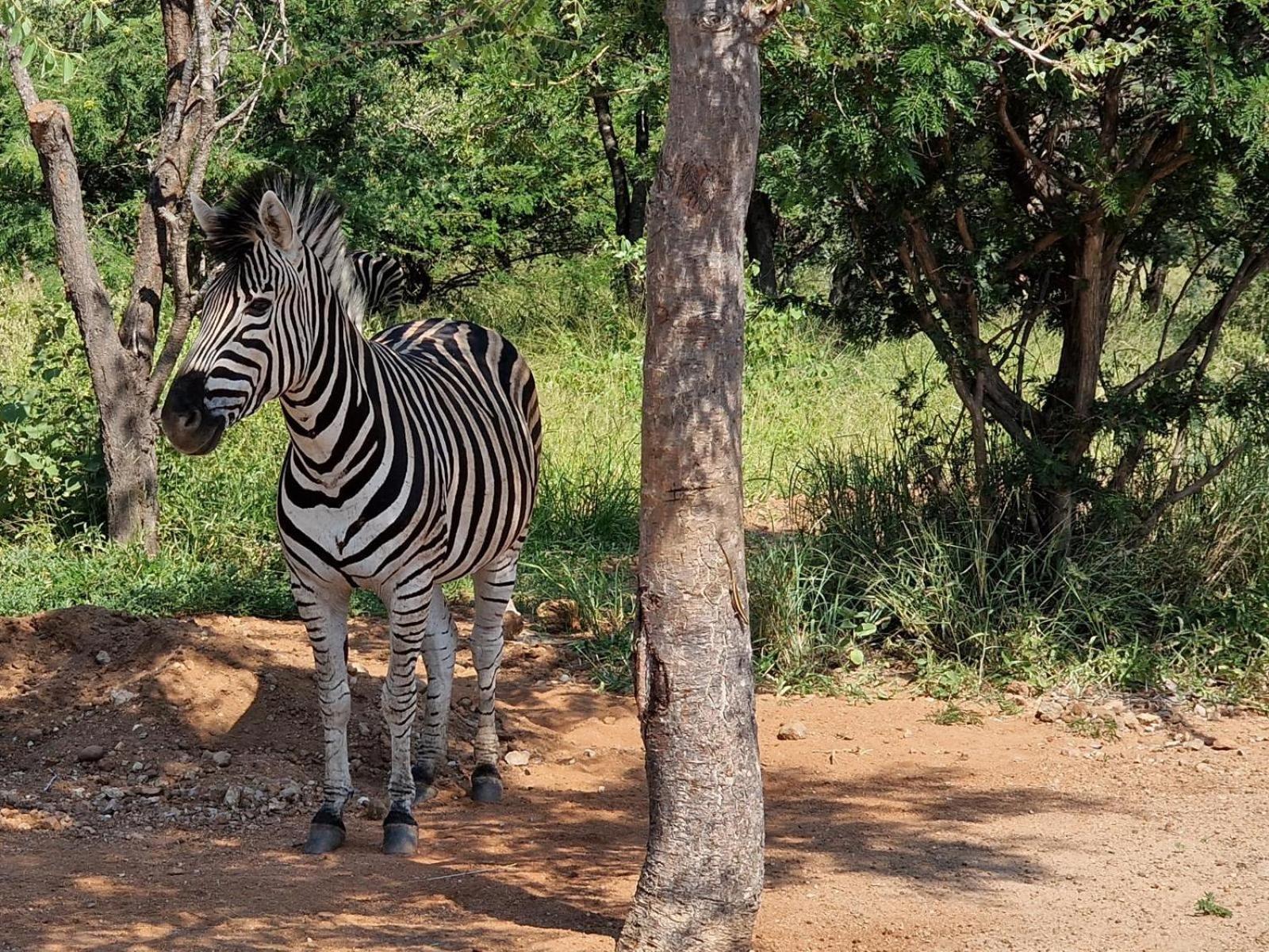 Thandolwami Bushlodge & Spa Hoedspruit Ngoại thất bức ảnh