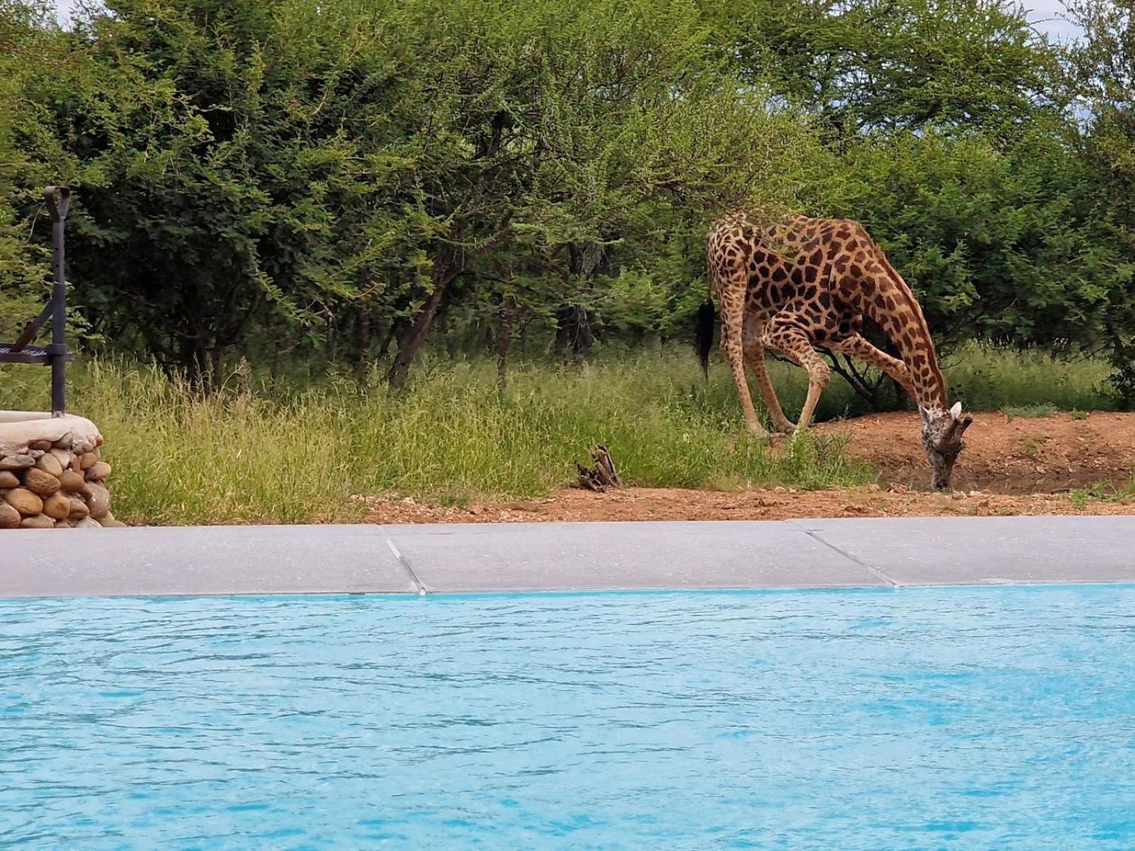 Thandolwami Bushlodge & Spa Hoedspruit Ngoại thất bức ảnh